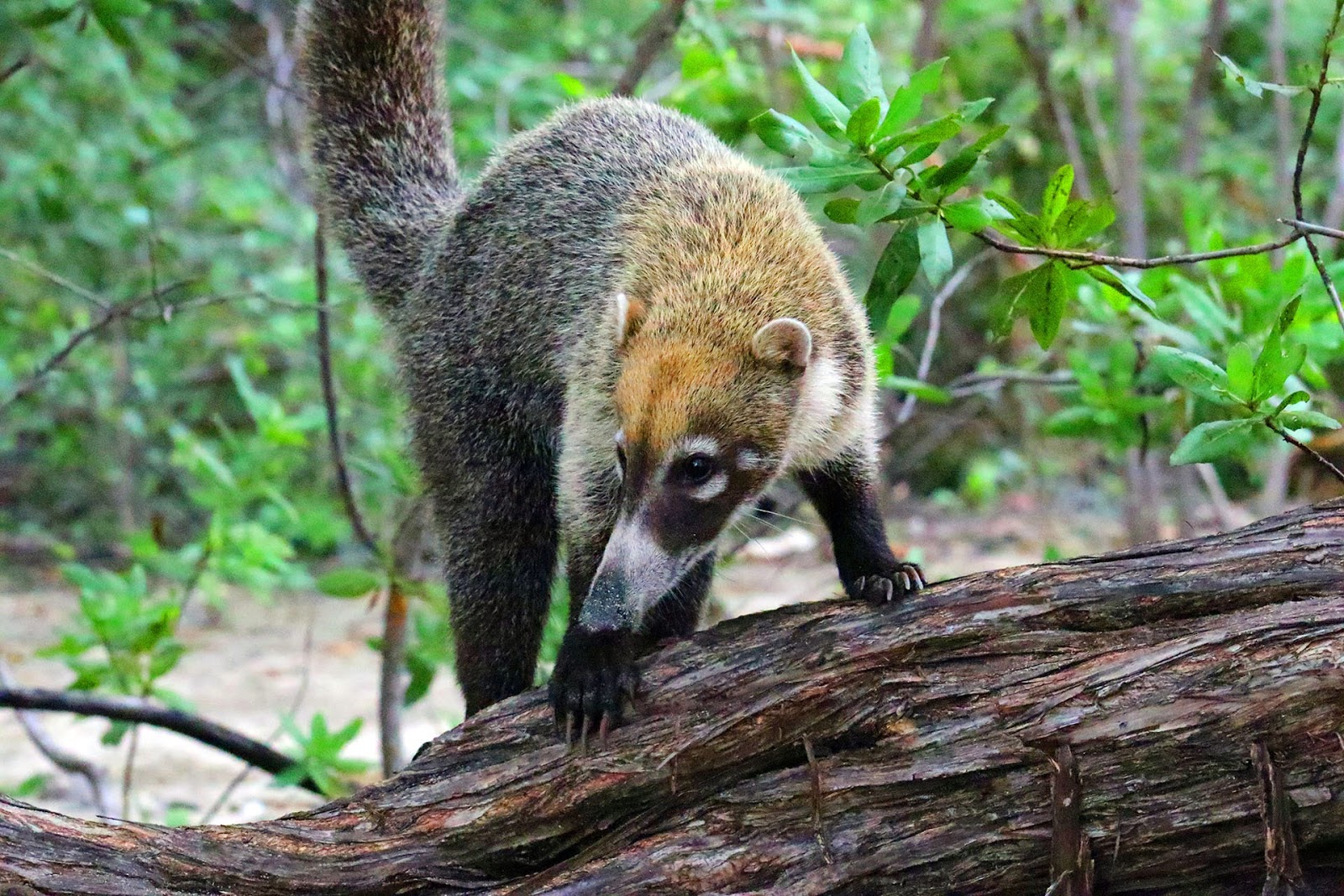 an-identification-guide-to-animals-in-the-reserve-at-las-catalinas